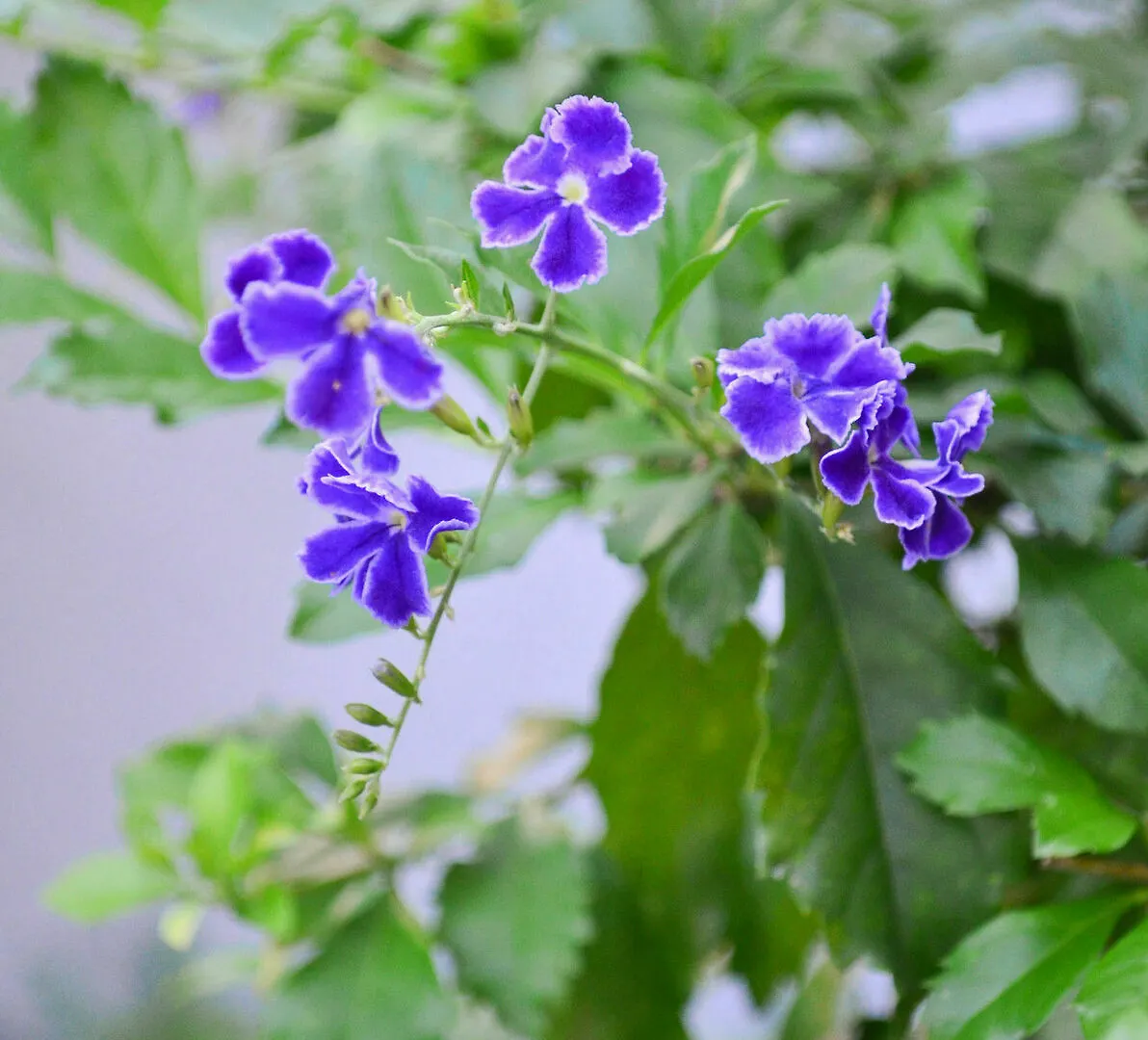 Casa Hotel Jardin Azul カリ