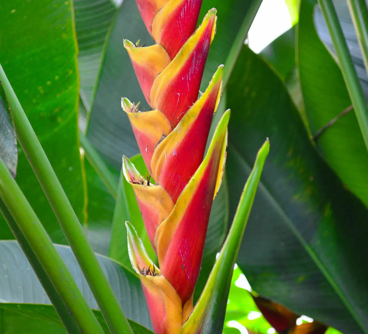 Casa Hotel Jardin Azul カリ